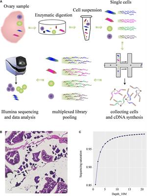 Transcriptome Profiling of the Ovarian Cells at the Single-Cell Resolution in Adult Asian Seabass